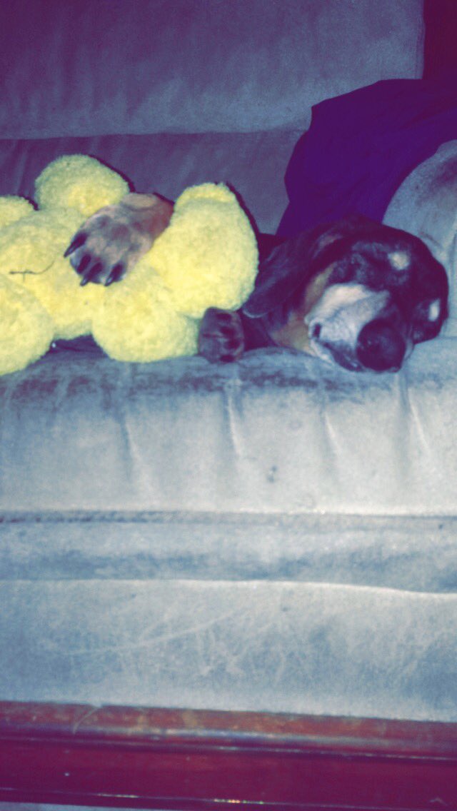 luisimj's tweet photo. 💛🐶 https://t.co/PMkyrXwUXI