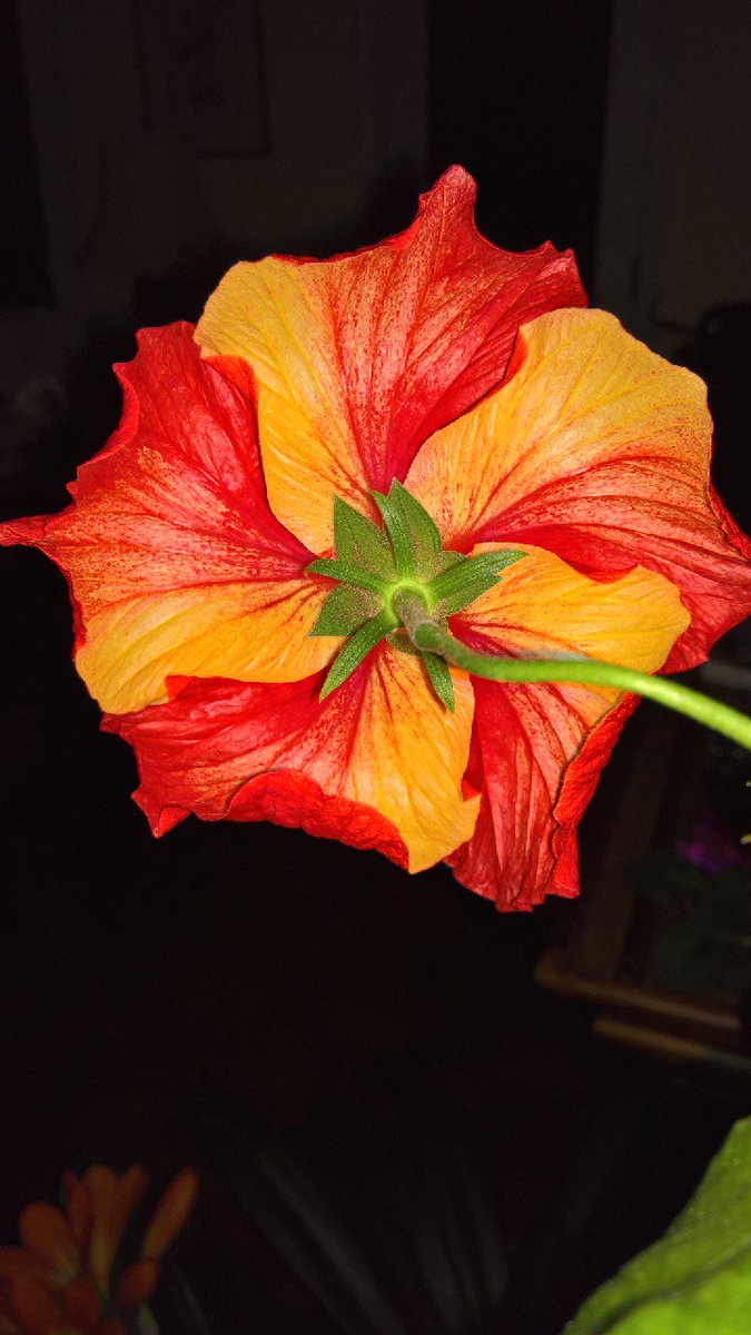 IvyGuy's tweet photo. The same #hibiscus from behind. Microsoft #Windows10Phone #Lumia950XL https://t.co/qX7WCETmEJ