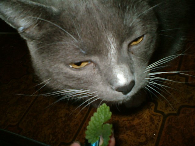 CrackForKitty's tweet image. One whiff of fresh #CrackForKitty #Catnip and Sparkles is high :)