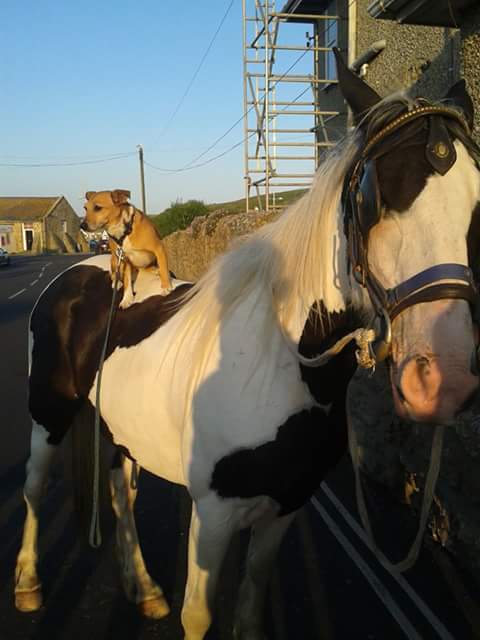 anthonypearce18's tweet photo. Think he is to short to ride the roller coaster #horse #jackrussell  #banter https://t.co/HPOBt4aiUL