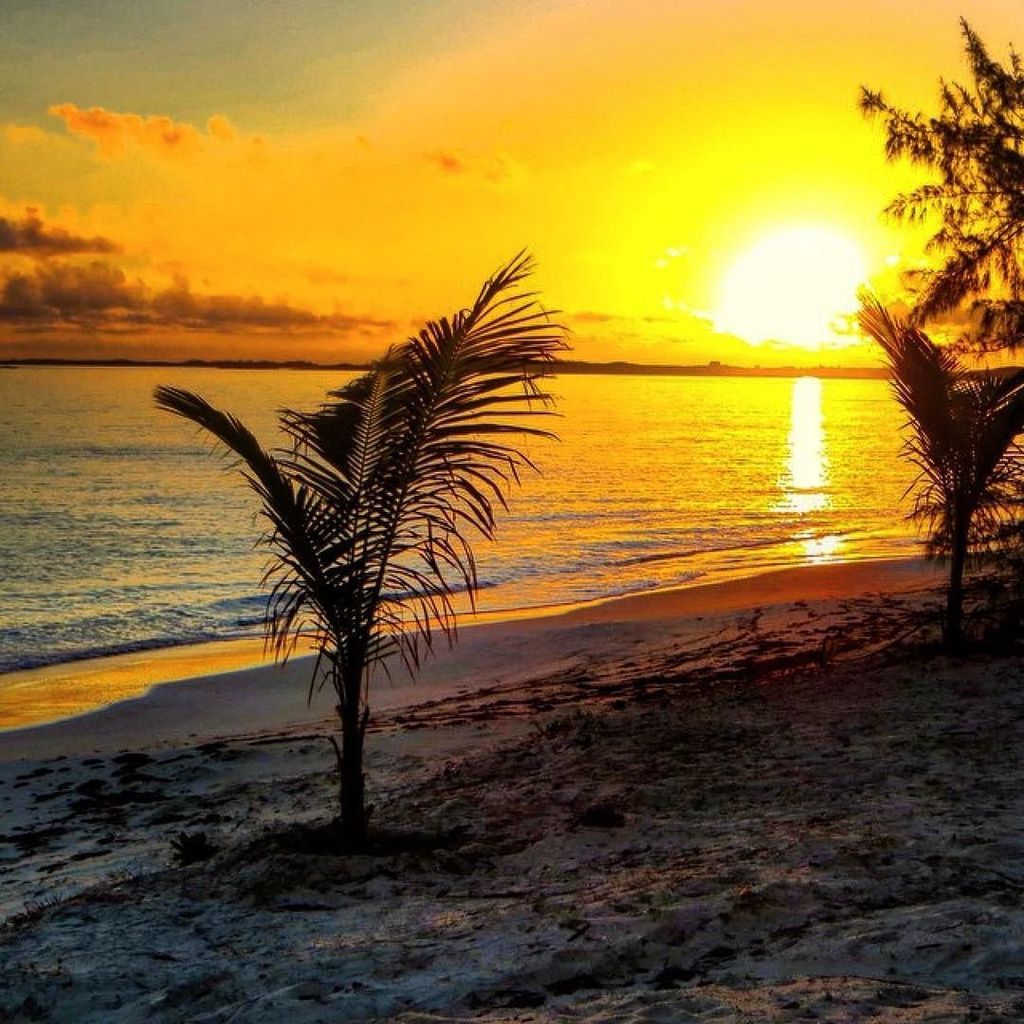 Caribbean Sunshine tweet media