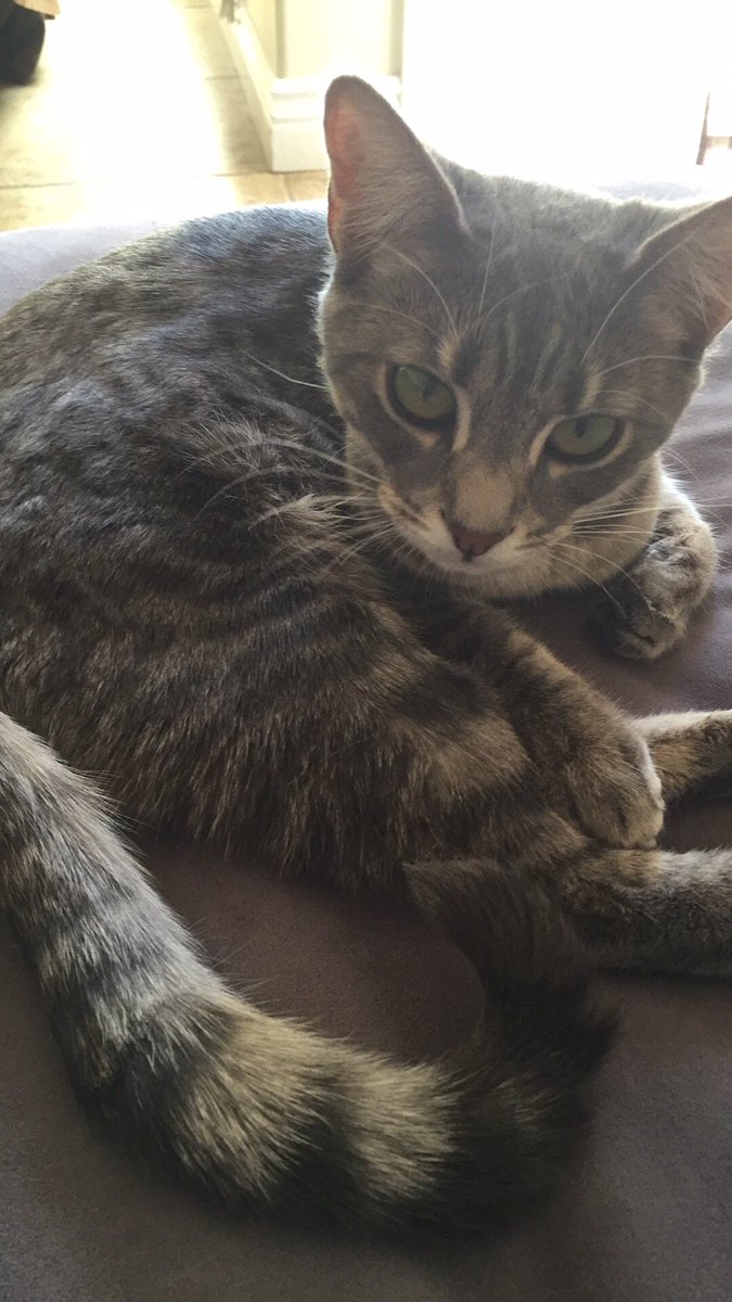 galleriegirl's tweet photo. Welcome home Muffin. #Lucky13 #StopFIP #UCDavisVetSchool #MiracleKitty https://t.co/EqzwxJNVUW