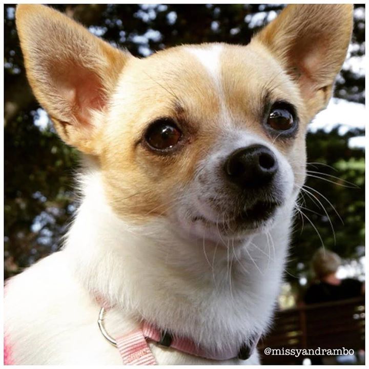 Teacupdogsdaily's tweet photo. Flaunting my cuteness! #🐾 #🐶 #missythechihuahua #missyandrambo #cutedogs #modelpose #petph… https://t.co/CCd61WAkM4 https://t.co/SxOXjL2voV
