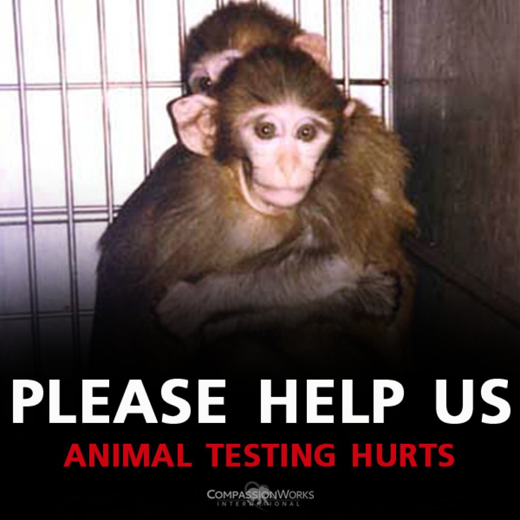 They didn't ask to be poked, prodded, or poisoned. 

#WW4AIL #WorldWeekForAnimalsInLabs
#StopAnimalTests