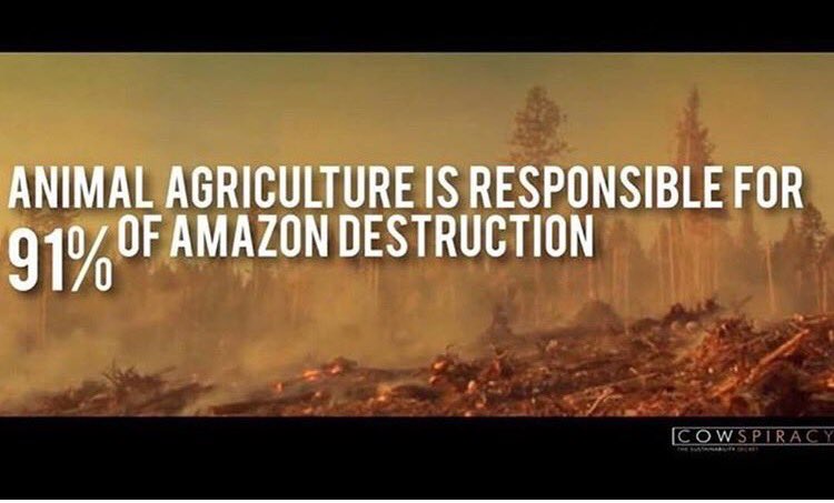 brennaluvsSOS's tweet photo. Eating meat is #unsustainable #SOS110ASU #goveg https://t.co/YuA0LGTBUL