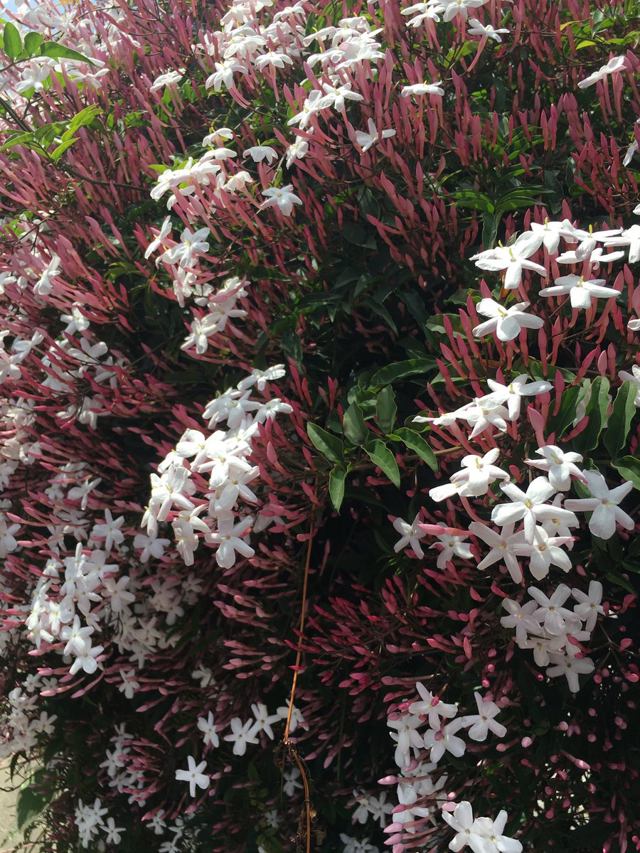 yeah25256's tweet image. Good smell.
This is jasmine.
Flowers language is amiability and you are cheerful and graceful.