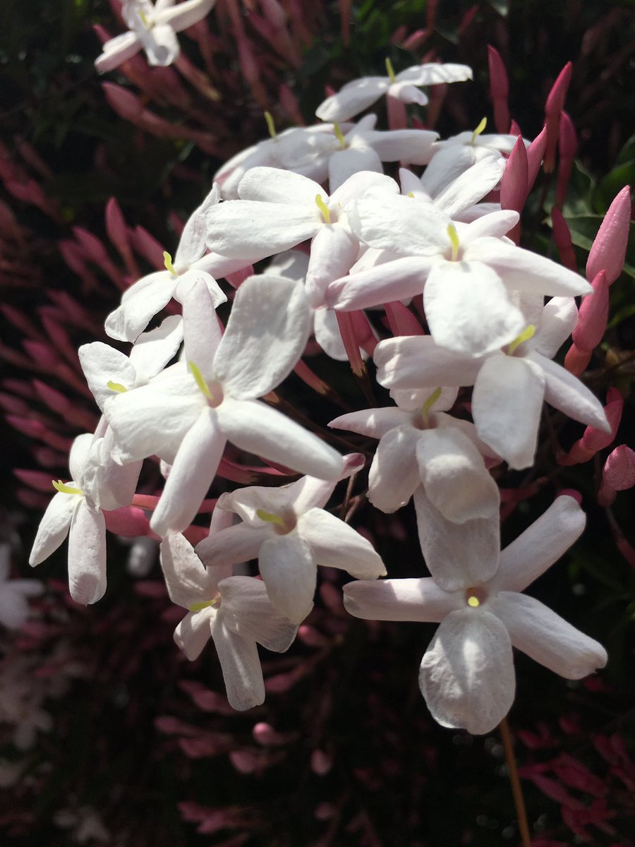 yeah25256's tweet image. Good smell.
This is jasmine.
Flowers language is amiability and you are cheerful and graceful.