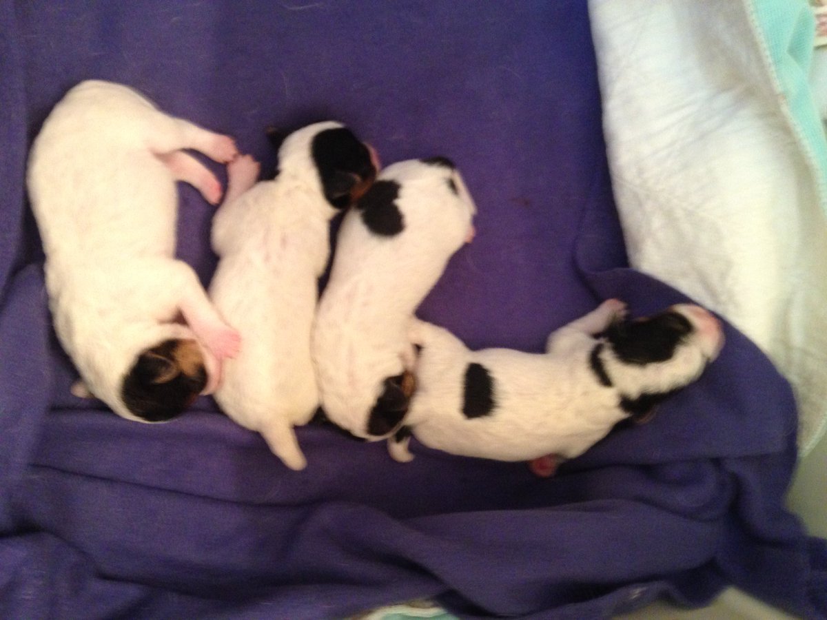 flyballsimon's tweet photo. New pups! Primary litter- Cruz, Trump, Bernie and Marco @tedcruz @realDonaldTrump @marcorubio @BernieSanders https://t.co/LLQxNA2XHy