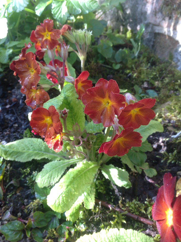 celiahart's tweet photo. Lovely SpiceShades Polyanthus are in flower :-) grown from #BarnhavenPrimulas seeds. https://t.co/bZTew37MR1