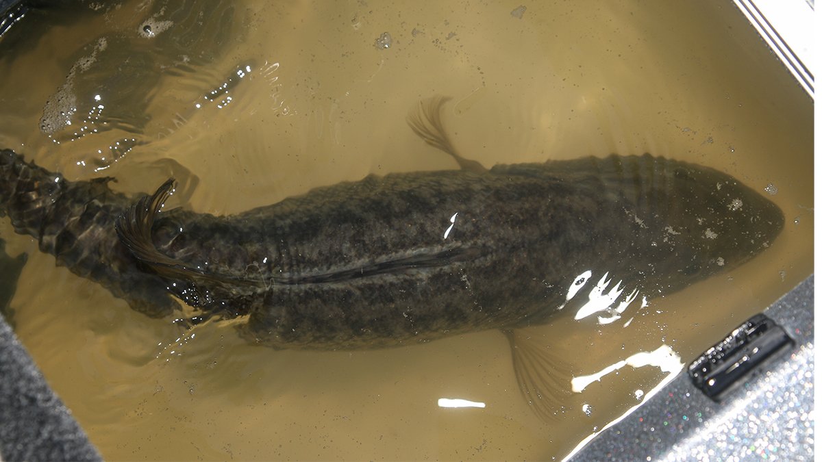 Fishing Tournament Cheaters: Seriously, Man? puls.ly/i3z4PA #fishing