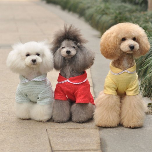 PLC_Singapore's tweet photo. Dogs with stylish hairstyle. Looks adorable &amp; cute.

#DogPhotos #DogHairStyle #PetImages #AdorableDogs #CuteDogs https://t.co/yhxbUqGGAr
