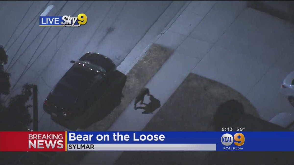 JUST IN: Authorities try to corral a bear trotting through a Sylmar neighborhood.