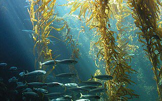 MSI UCSB (@msi_ucsb) on Twitter photo Green Your Crib: Our Ocean — from Dump to Salvation? 
m.independent.com/news/2016/apr/… Green Your Crib: Our Ocean — from Dump to Salvation? 
m.independent.com/news/2016/apr/…