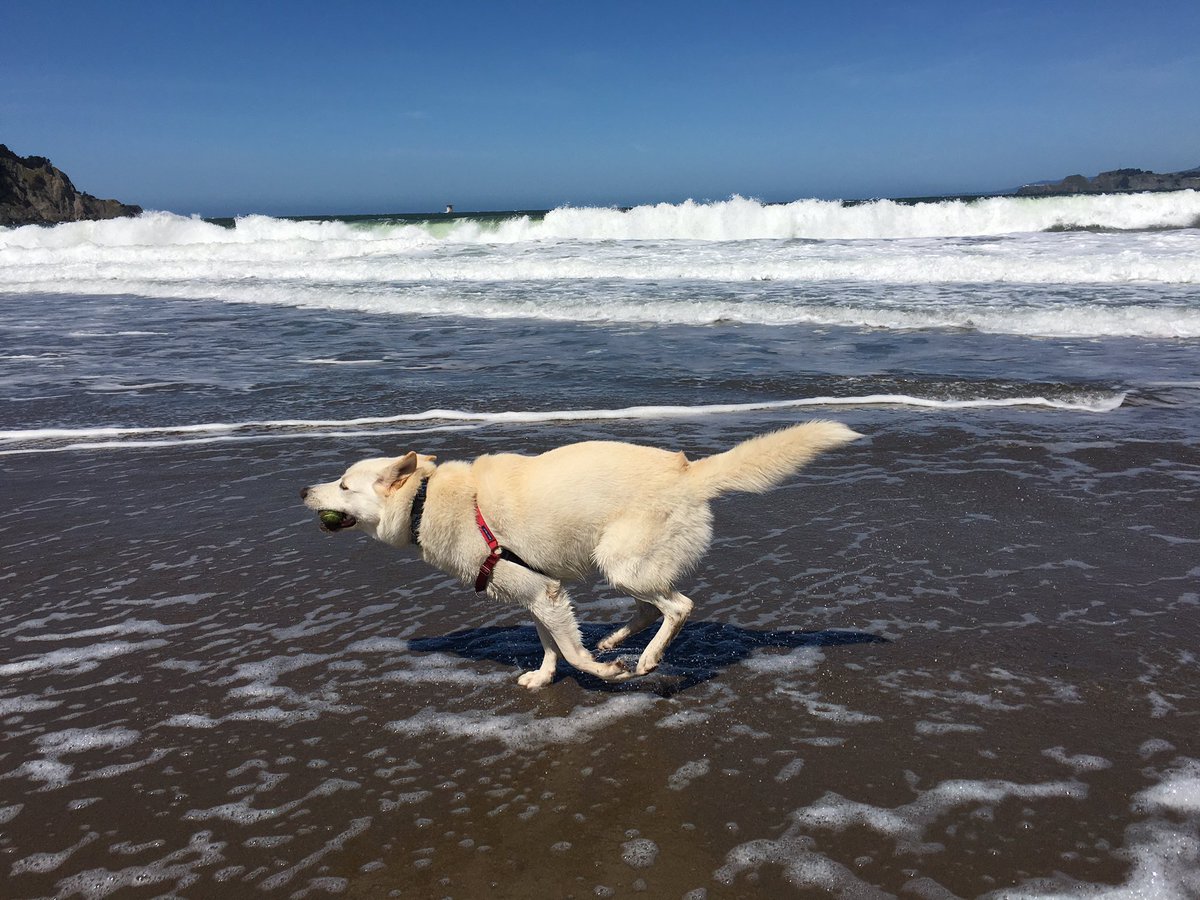 olliebearsf's tweet image. Monday #olliebeardogs #bakerbeach