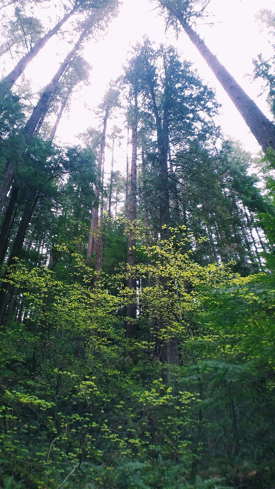 ephemeralitea's tweet photo. Trees on trees in Lynn Canyon. #21CFExplore https://t.co/L136Rqge35