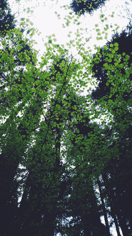 ephemeralitea's tweet photo. The daintiest and greenest leaves I ever did see. #21CFExplore https://t.co/7wyA4RTz23