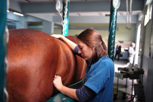 CVEWC's tweet photo. Welfare Of Horses Transported To Slaughter In Canada: Assessment Of Welfare And Journey… https://t.co/tDG9aSw3MQ https://t.co/LoiRoFFUOv