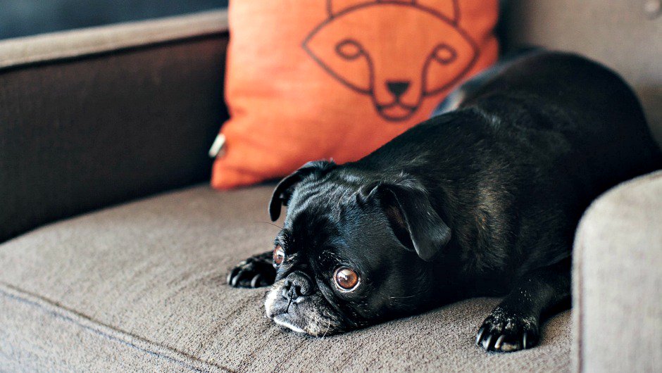 theworkcrowd's tweet image. [PHOTOS] 28 Dogs That Secretly Power #Startups buff.ly/1NstjHl