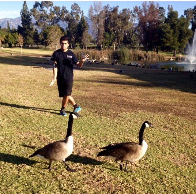 Marcosisss's tweet photo. Grateful to these canada geese who helped me entertain my 11 year old little niece. #oxybirds https://t.co/rMvlriqlet