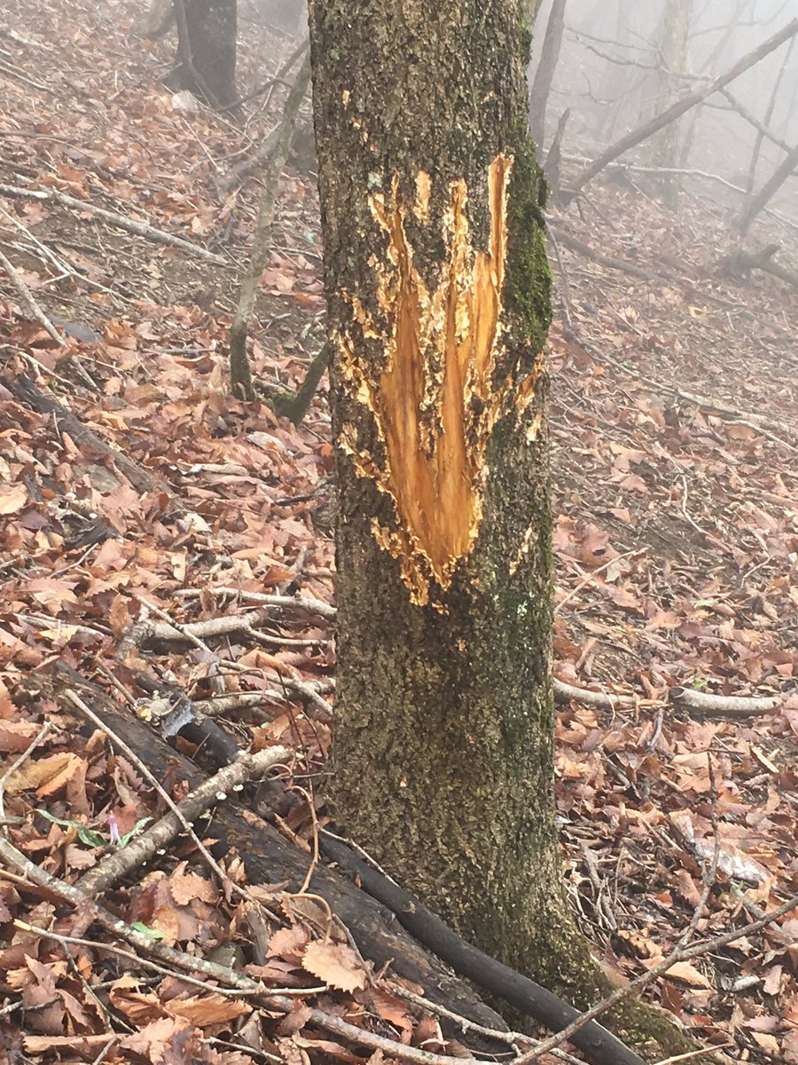 てっそʢ ʡ 鉄鼠 On Twitter 23日妻坂峠から大持山へと向かう途中の斜面で見つけた立木の傷 鹿の角研ぎによる場合と平行三本線の傷は熊の爪痕 縄張り表示 の場合もあるのだとか 足跡 糞など諸々のサインにも意識して安全な山行を心がけたいです Https T Co