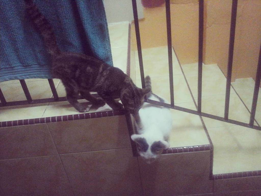 sibulus - Twitter Search / Twitter