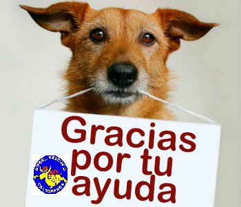 DogsRescueC's tweet photo. Gracias a ONDACERO Noroeste MURCIA, por dar voz a DOGS RESCUE y labor de resto de protectoras. https://t.co/u9pBwXaWyd