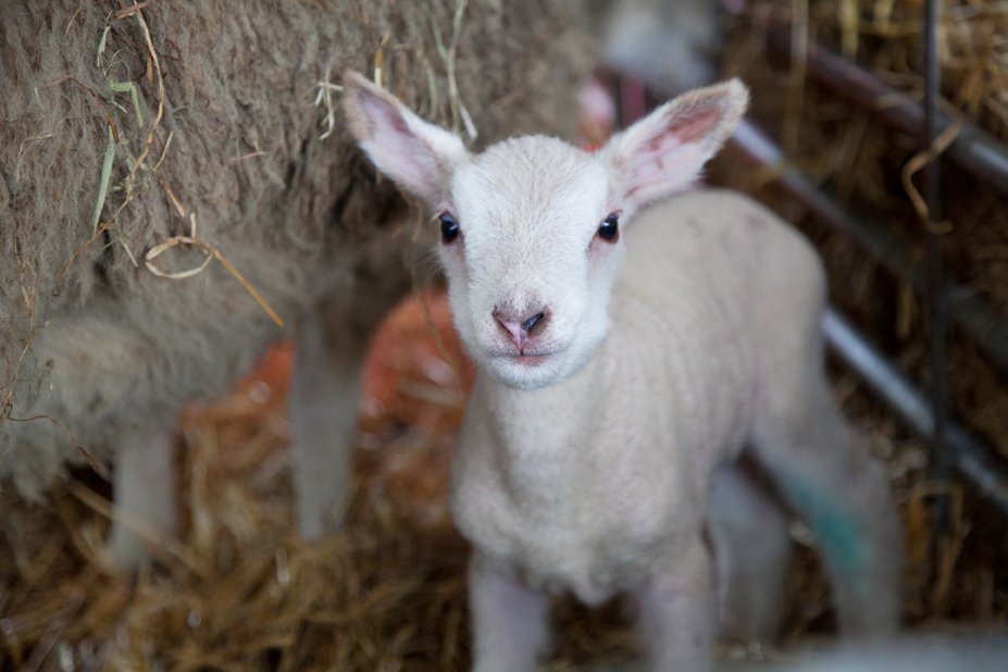 AirfieldEstate's tweet photo. Go barn-y for all things farm-y @AirfieldDundrum this bank holiday weekend! #woolapalooza https://t.co/eg60J0c06I