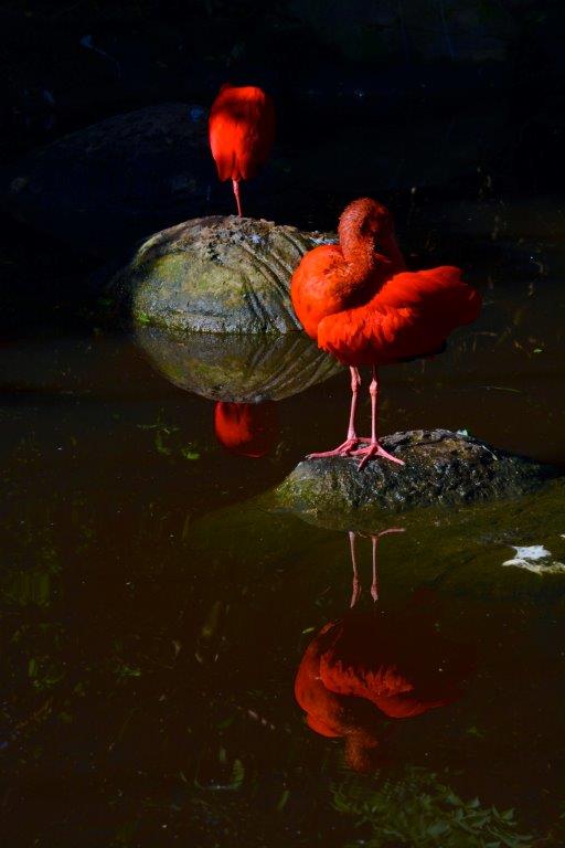 Birds_Eden's tweet photo. This #TravelTuesday do something great for animals #Responsibletourism = #NonInteractive = #EthicalTourism https://t.co/yuLzvTWw7K