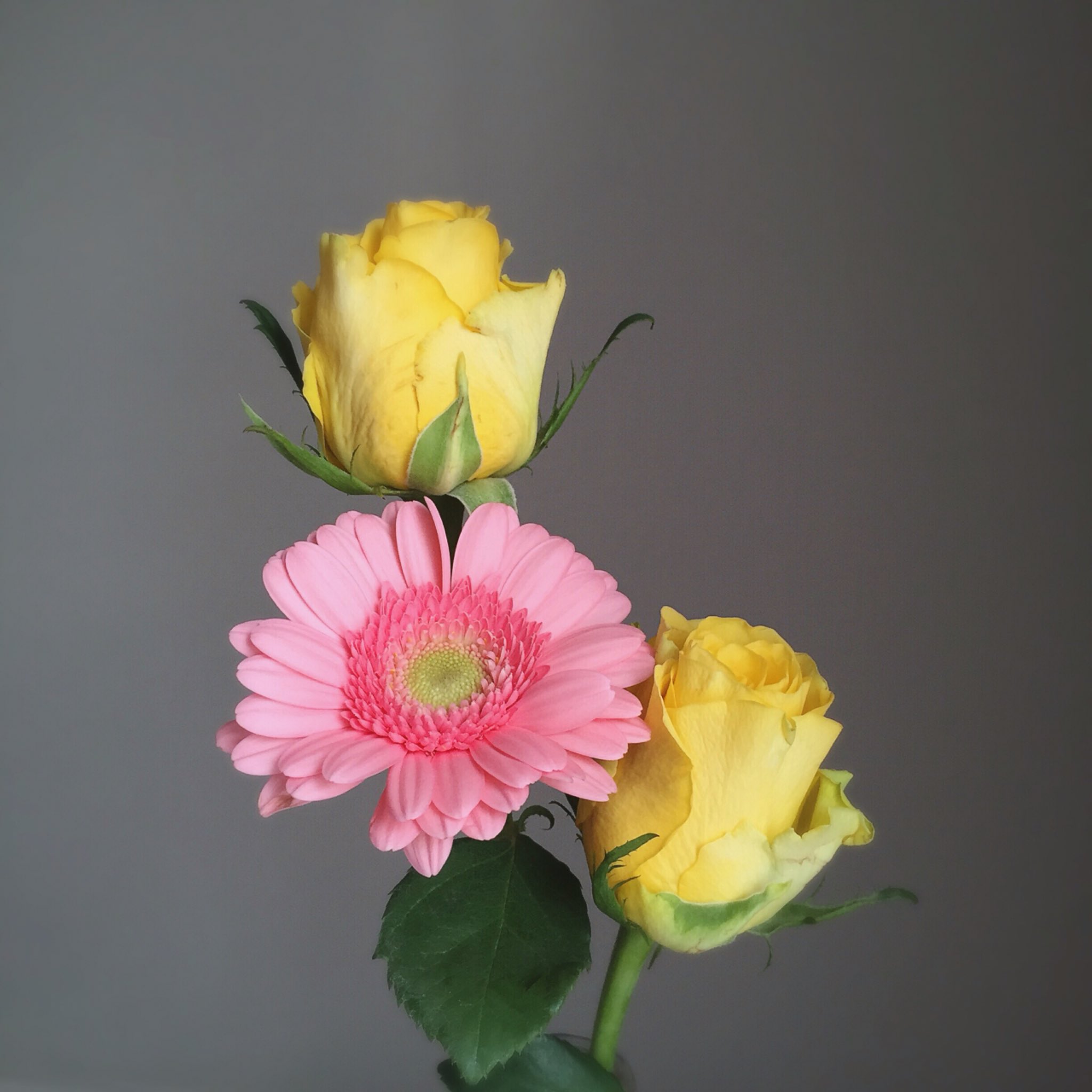 佐藤 円香 たまたまお店で見つけた可愛い色のお花 部屋に飾ってます 綺麗なお花 癒されます Beautiful Spring Flowers Flower Green Yellow Pink 花 はな ピンクの花 写真 T Co Fgfsxucivs Twitter