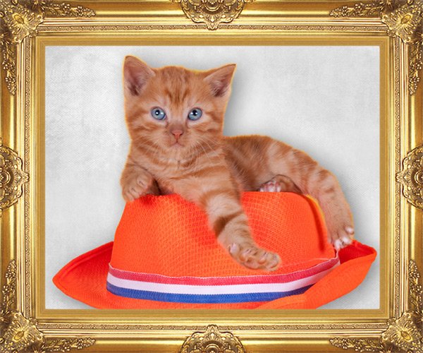 BOOKATIGERNL's tweet photo. Vanavond is het Koningsnacht! Onze Tigers hebben er zin in! Jullie ook? #Koning #Koningsnacht #Koningsdag #Sneeuw https://t.co/7wxaMcN38C