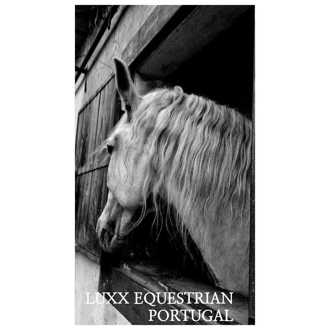 Media Tweets by Luxx EQ outfitters (EquinePicture) Twitter