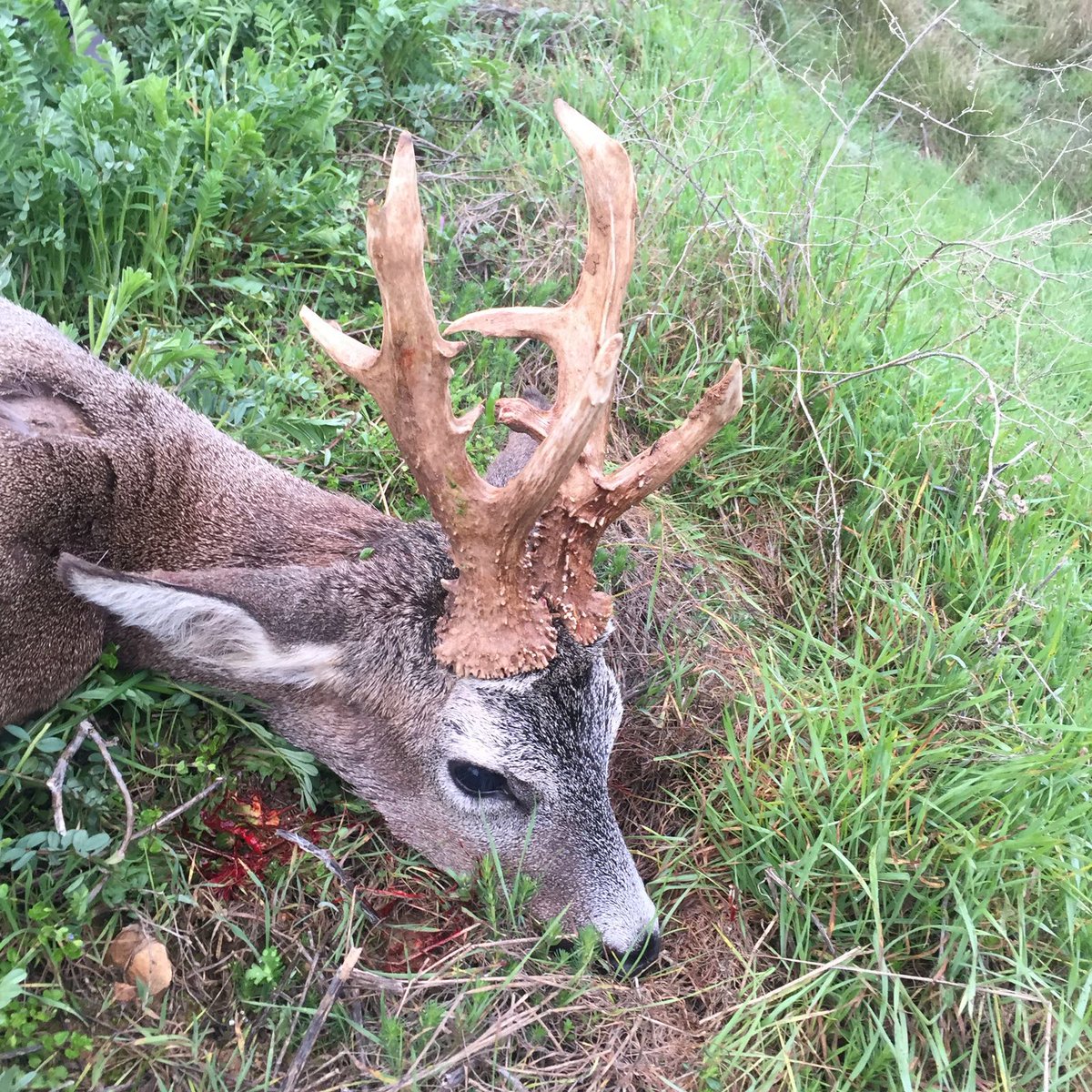 ¿Que pasa este año con los corzos? este es de un afortunado cazado en las Hoces del Duratón