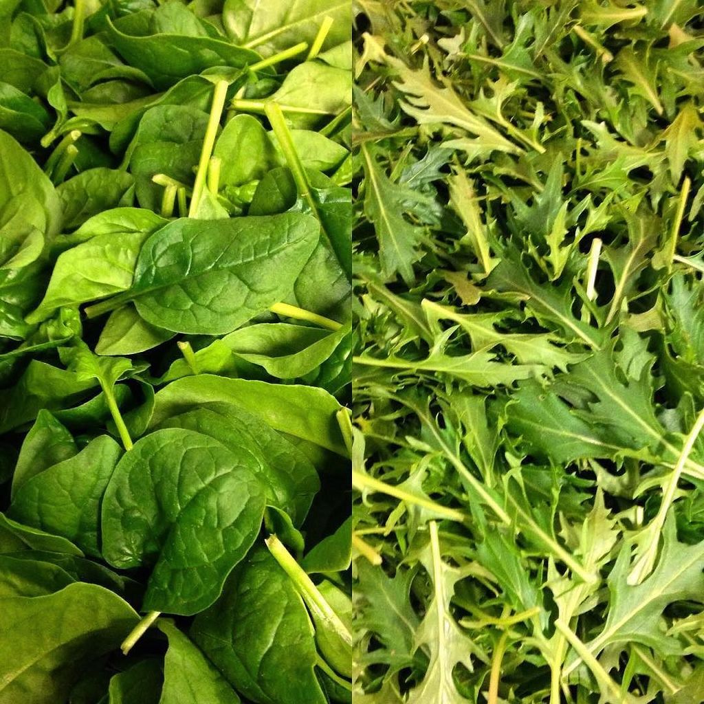 TheWatercressCo's tweet photo. Just in, gorgeous #green baby #spinach and #mizuna fresh from our #Dorset beds #localprodu… https://t.co/qNBKNOL3oL https://t.co/wo0KIffYoC