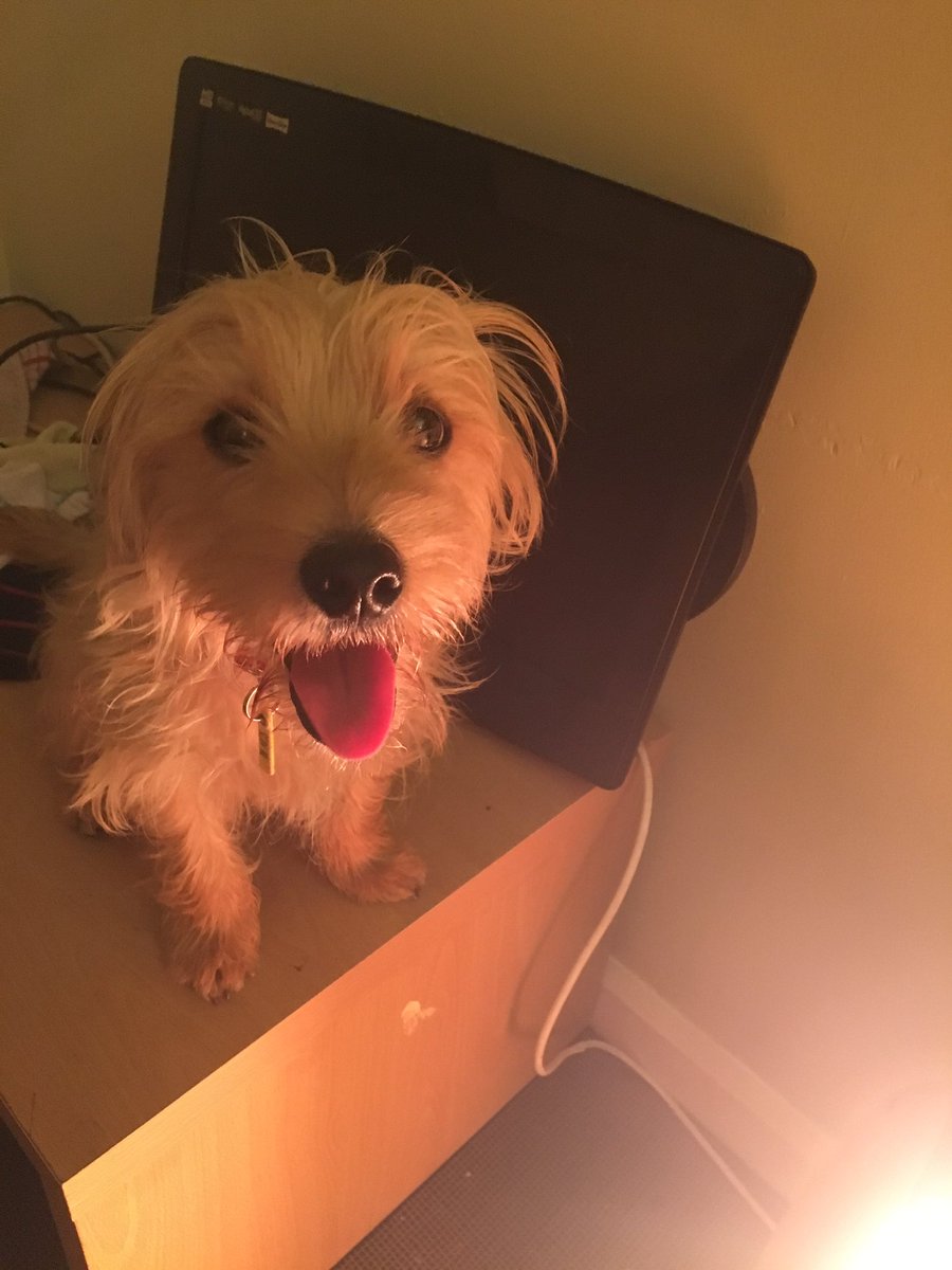 Proxy66's tweet image. #TongueOutTuesday little stewie downing. UTB !!