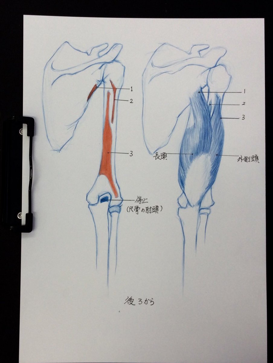 藤田清治 Auf Twitter 上腕三頭筋 起始 上腕三頭筋は3 つの箇所から起こっている 長頭は肩胛骨から内側頭と外側頭は上腕骨の後面から起こっている 1 肩胛骨の関節下結節 長頭 2 上腕骨の上三分の1 外側頭 3 上腕骨体の後面 内側頭 藤田清治 Auf Twitter 上腕三頭筋 起始 上腕三頭筋は3 つの箇所から起こっている 長頭は肩胛骨から内側頭と外側頭は上腕骨の後面から起こっている 1 肩胛骨の関節下結節 長頭 2 上腕骨の上三分の1 外側頭 3 上腕骨体の後面 内側頭