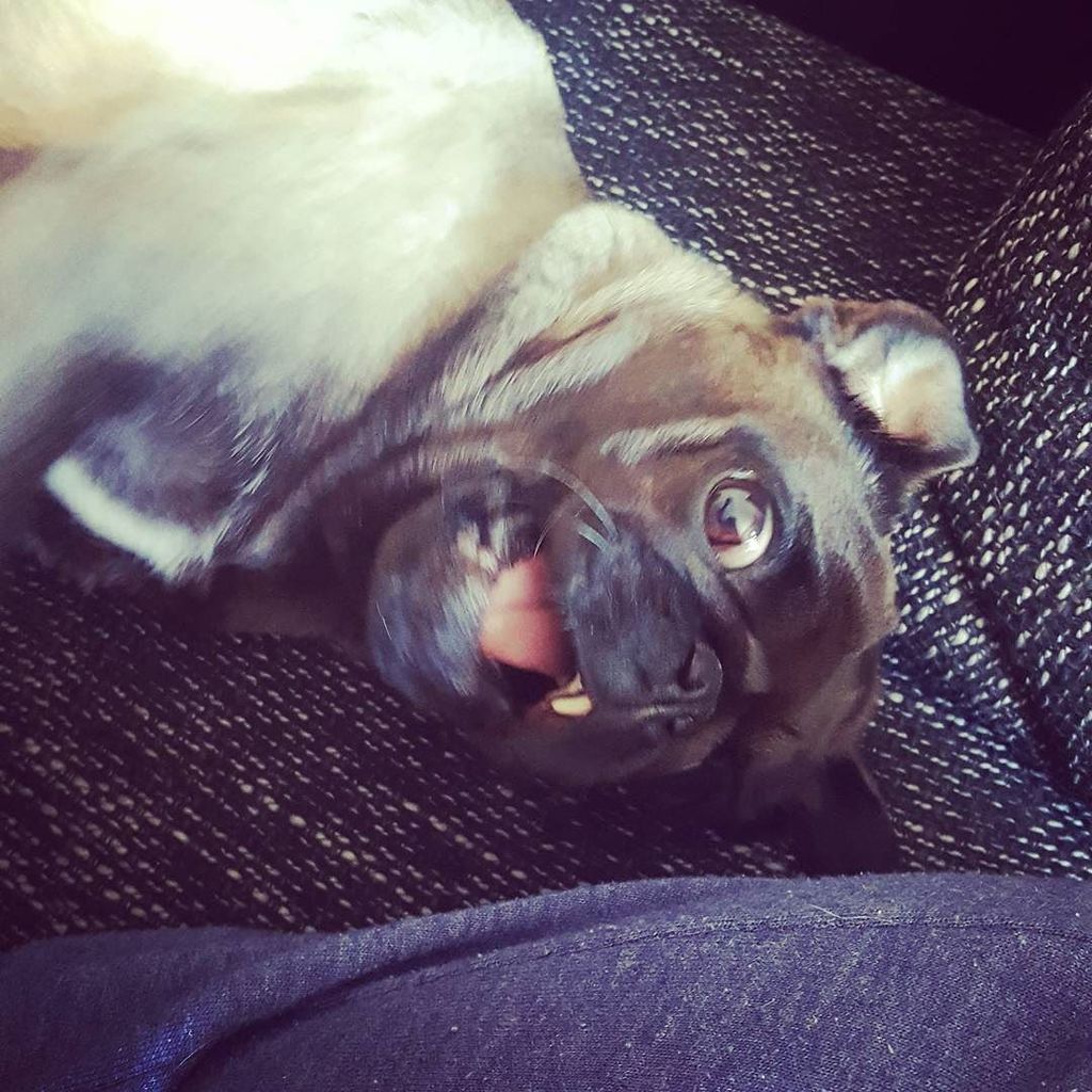 Do I look crazy sometimes? 
#pugs #pug #mops #carlino #carlin #puggirl #platinumpug #hund #pugstuff #puglife #dogli…