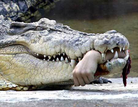 Get 'hands on' with Alan the angry crocodile our newest attraction at...
DICK'S PETTING ZOO