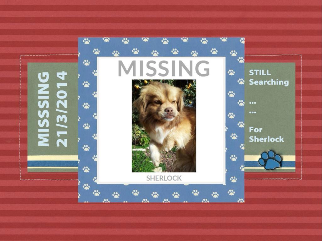 missingdogs155's tweet photo. @FindSherlock 💕 https://t.co/57o6kNjIUj