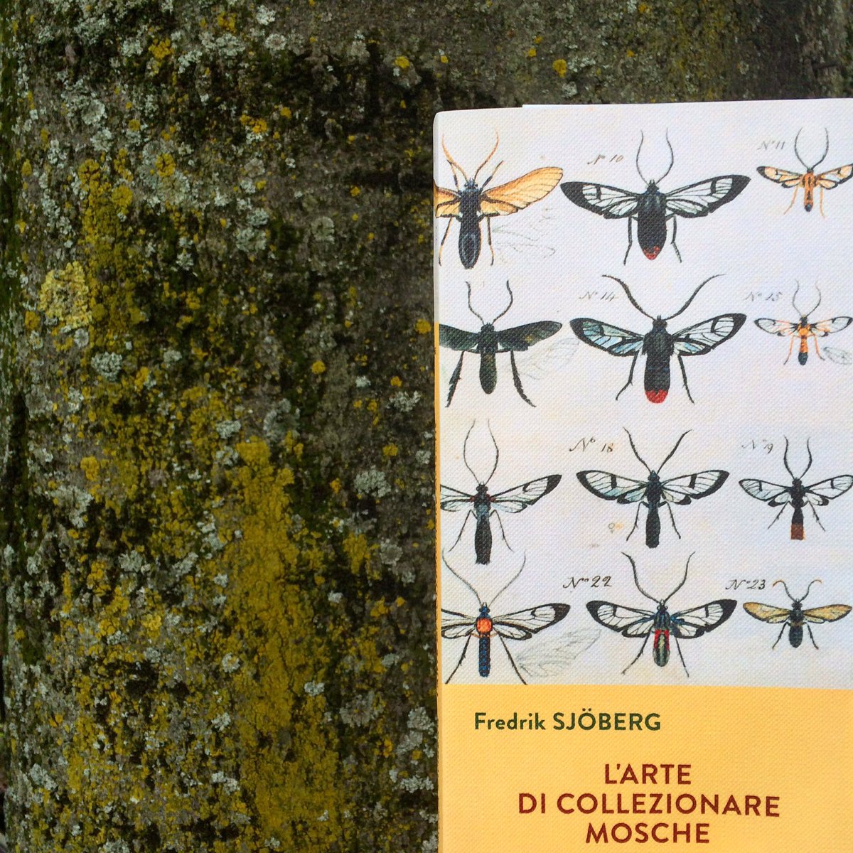 AndreaPennywise's tweet photo. Cosa hanno hanno cercato di afferrare questi due esseri umani? Di certo non solo insetti. ~ Sjöberg #StoLeggendo https://t.co/LgNErdH2m3
