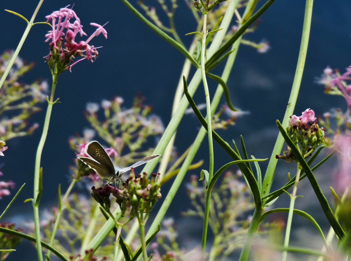 Please check out, like, share Darragh Murphy Nature on facebook! <a href="/Irishwildlife/">Irish Wildlife Trust</a> <a href="/BioInSchools/">Biodiversity in Schools</a> <a href="/TrinBio/">Trinity Biodiversity</a> @UoExeterCEC