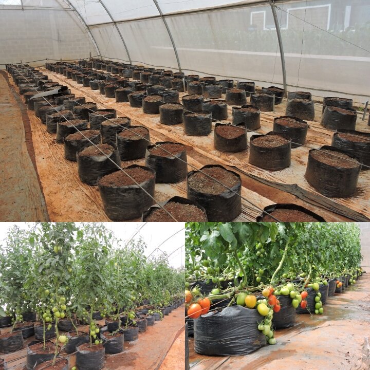 #KOT Why plant in bags? To avoid soil borne diseases. 

For more information on planting bags please call 0715787635