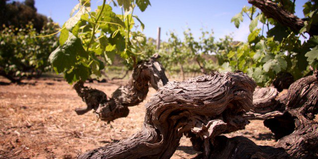 subscribility's tweet image. Wine fact: the first vine arrived in Australia in 1788, from Cape of Good Hope, South Africa. #VinSansFrontières