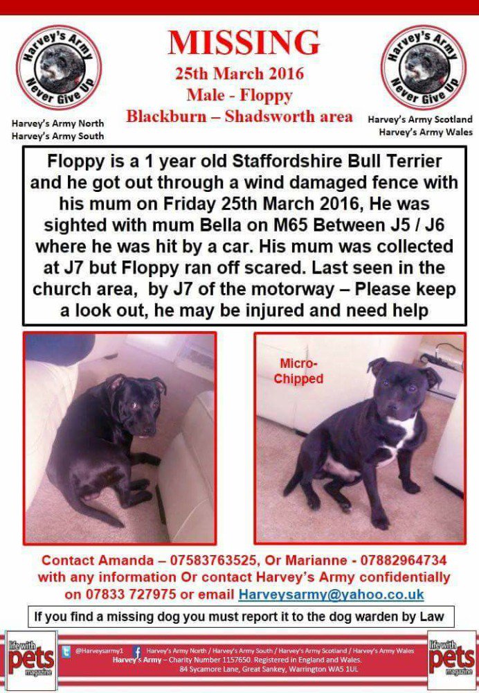 GetFloppyHome's tweet image. @ozzymill  Have you seen Floppy? 💔🐾MISSING INJURED MALE BLACK STAFFORDSHIRE BULL TERRIER🐾💔