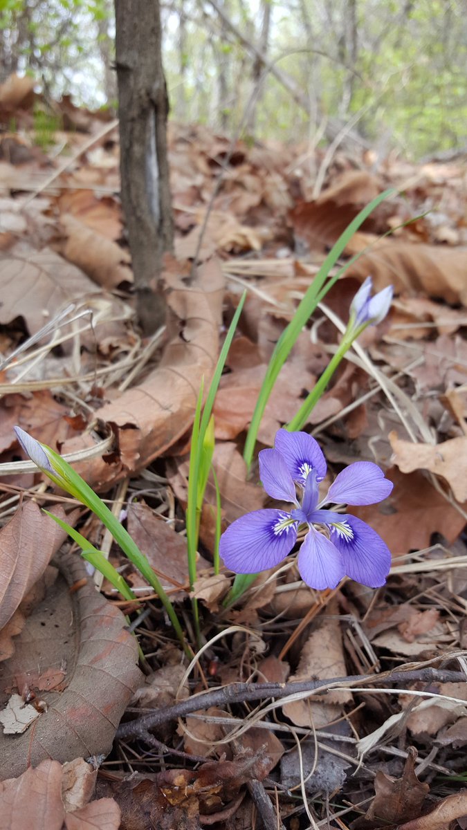 임진동백꽃 (@teayang603) on Twitter photo 