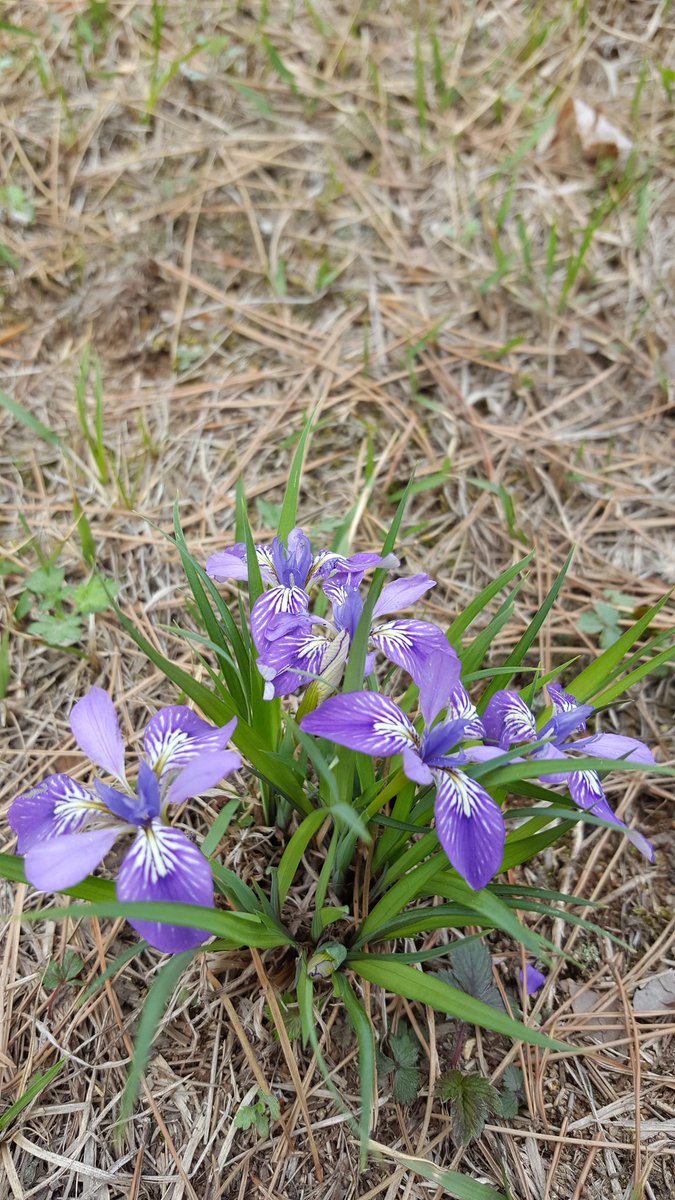 임진동백꽃 (@teayang603) on Twitter photo 