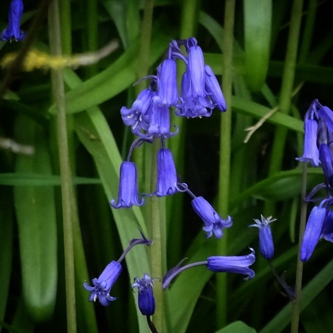 💙 #bluebells #britishbluebells #englishbluebells #wildflowerhour #wildflower #uk