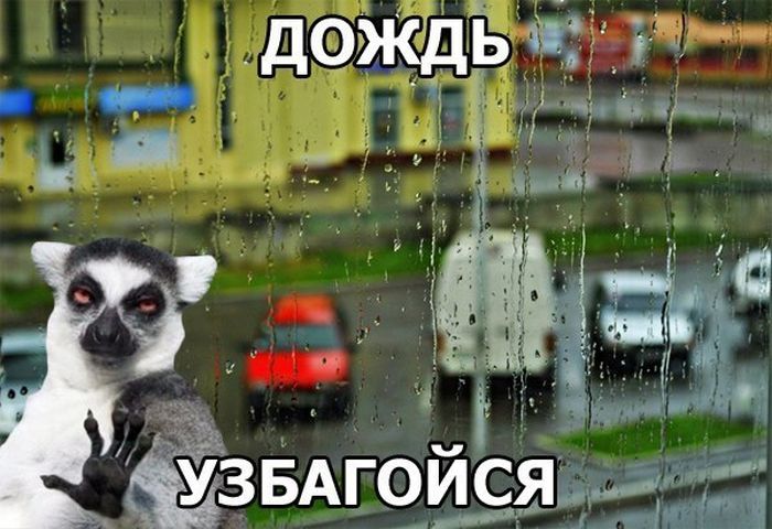 Новый год, дожди картинки прикольные с надписями