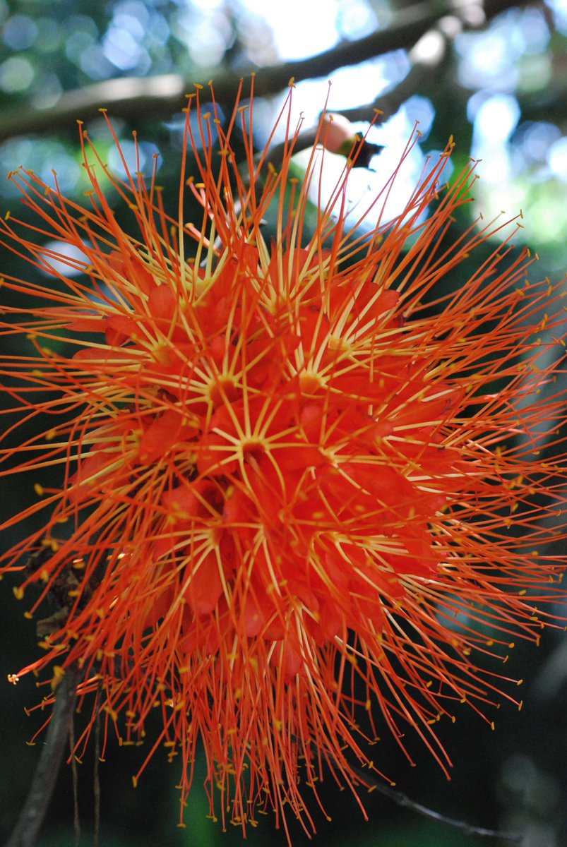 gabyovBotanica's tweet photo. #BotanyTrivia NameHint#3 It could be a shrub or small tree, the genus has about 30 species #blooms .@FairchildGarden https://t.co/alvXSiu0Ei