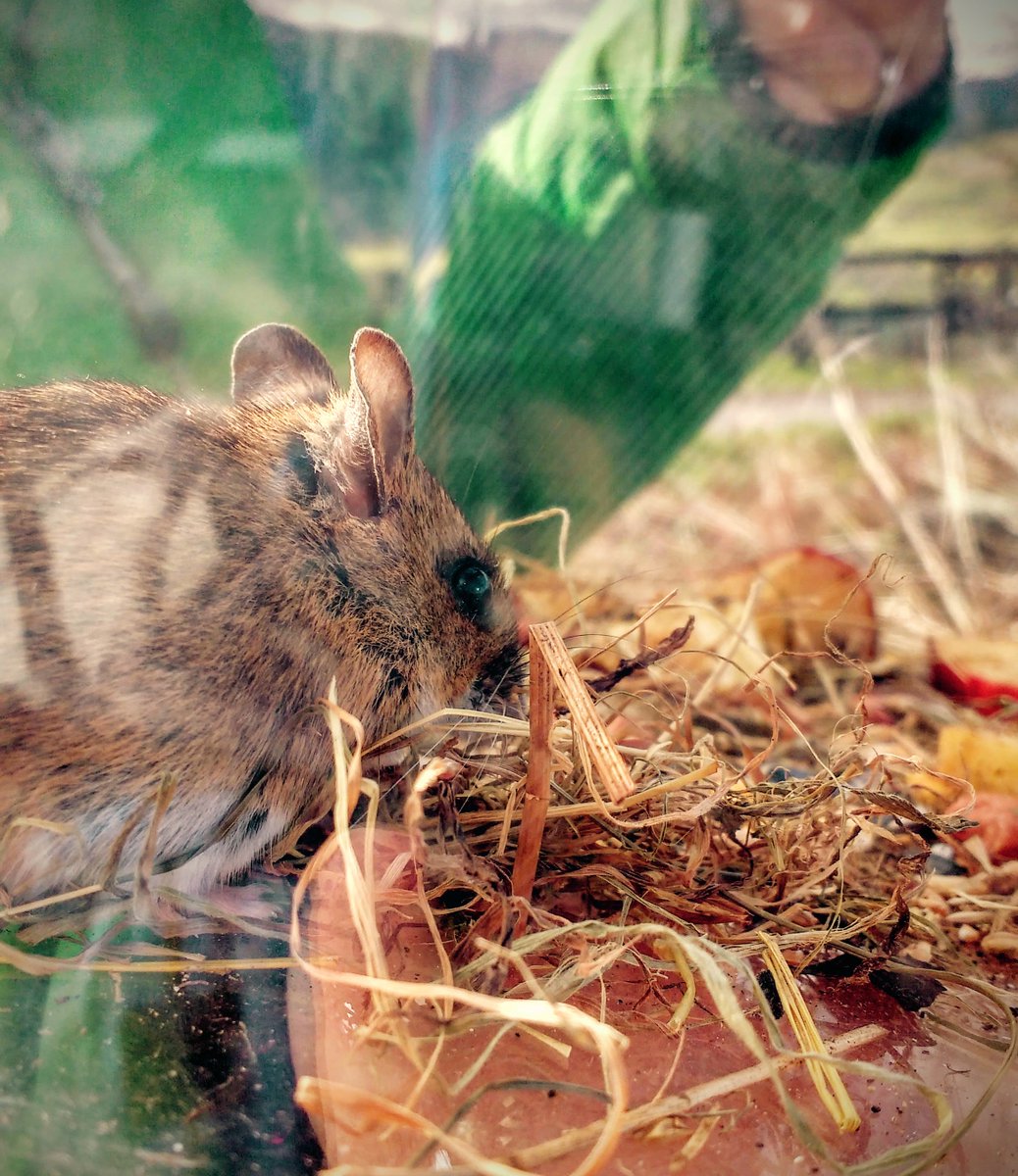 FSCBlencathra's tweet photo. Mousetta the wood mouse caught by Seascale primary school this morning! #environmentalexplorers @yearoffieldwork https://t.co/61ugNVWcDY