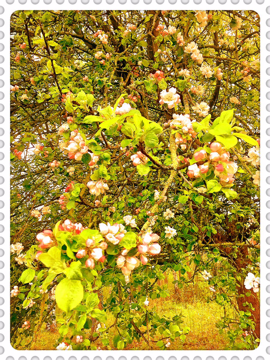 CBercheny's tweet image. La nature s'épanouie à l'Ailette @CP_Lac_Ailette , journee-centerparcs.fr/LA/index.htm